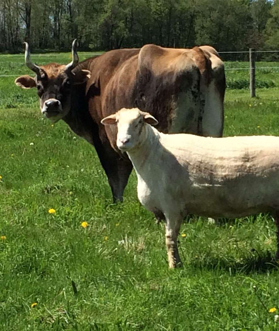 On-farm visits to assess animal groups, facilities, and feeding and handling systems. On-farm visits to assess animal groups, facilities, and feeding and handling systems.
